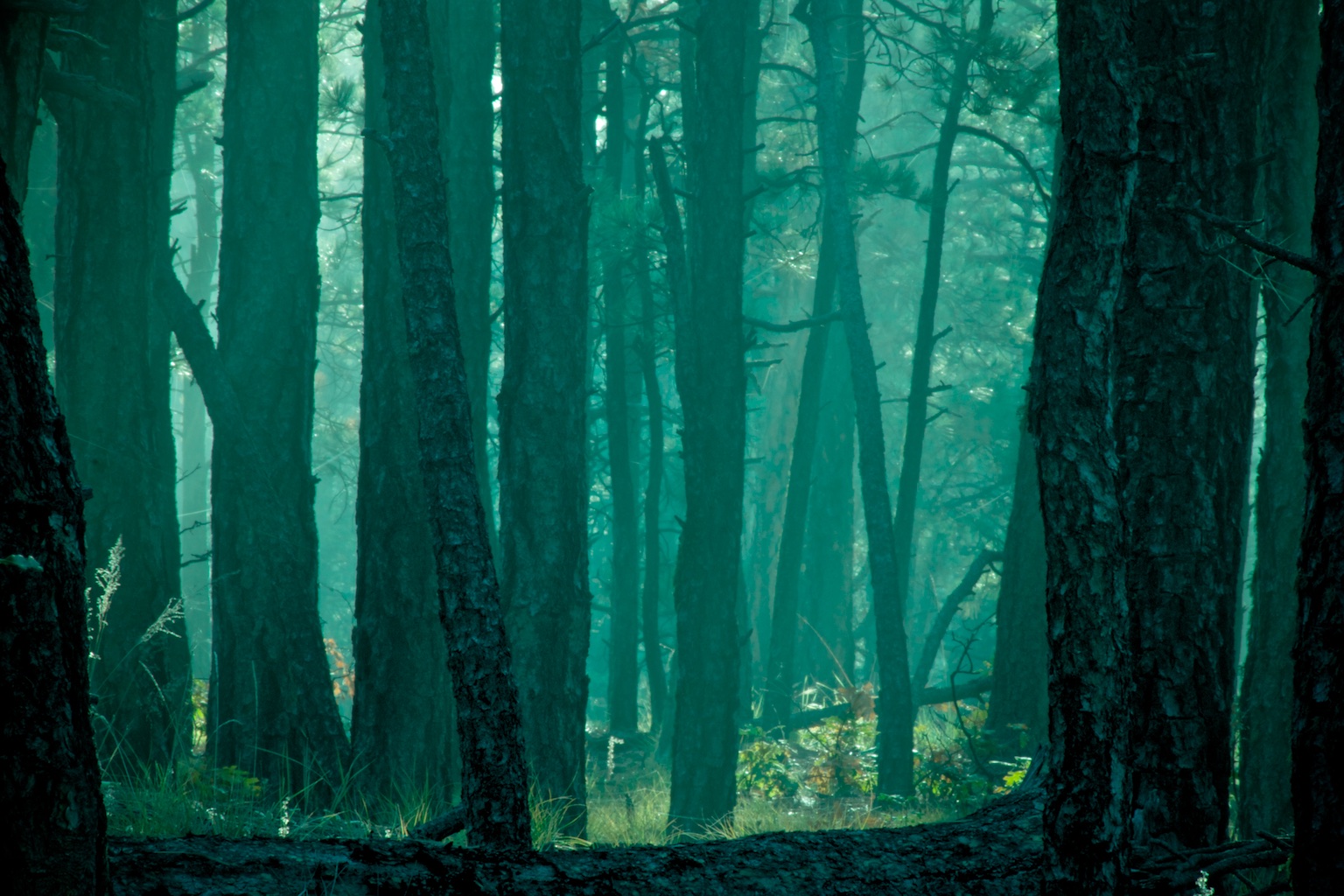 Fog Among the Pines